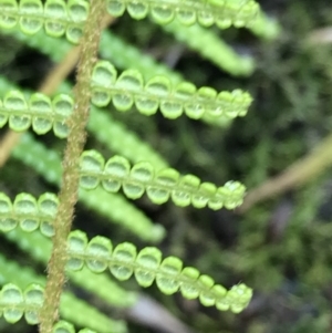 Gleichenia dicarpa at Bundanoon, NSW - suppressed