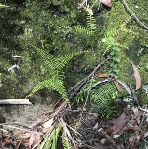 Gleichenia dicarpa at Bundanoon, NSW - suppressed