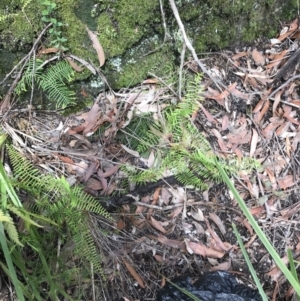 Gleichenia dicarpa at Bundanoon, NSW - suppressed