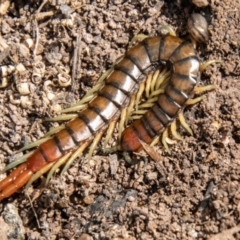 Cormocephalus aurantiipes (Orange-legged Centipede) at Stromlo, ACT - 3 Nov 2021 by SWishart