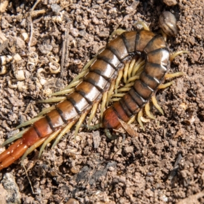 Cormocephalus aurantiipes (Orange-legged Centipede) at Molonglo River Reserve - 3 Nov 2021 by SWishart