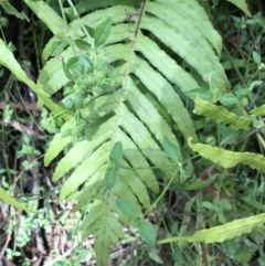 Blechnum cartilagineum (Gristle Fern) at Bundanoon, NSW - 13 Nov 2021 by Tapirlord