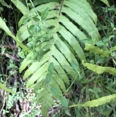 Blechnum cartilagineum (Gristle Fern) at Wingecarribee Local Government Area - 13 Nov 2021 by Tapirlord