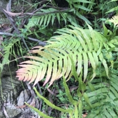 Blechnum cartilagineum at Bundanoon, NSW - suppressed