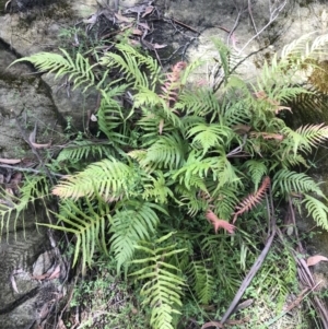 Blechnum cartilagineum at Bundanoon, NSW - suppressed