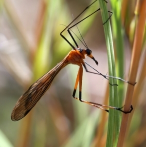 Harpobittacus australis at Stromlo, ACT - 16 Nov 2021 11:18 AM