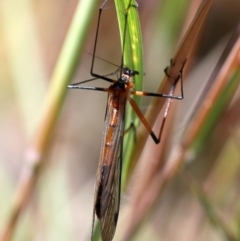 Harpobittacus australis at Stromlo, ACT - 16 Nov 2021 11:18 AM