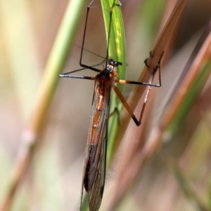 Harpobittacus australis at Stromlo, ACT - 16 Nov 2021 11:18 AM