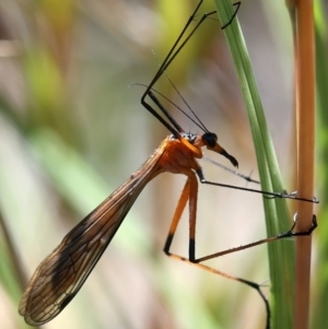 Harpobittacus australis at Stromlo, ACT - 16 Nov 2021 11:18 AM