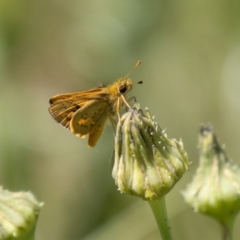 Ocybadistes walkeri at Stromlo, ACT - 3 Nov 2021