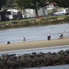 Limosa lapponica (Bar-tailed Godwit) at North Narooma, NSW - 11 Oct 2020 by Amata