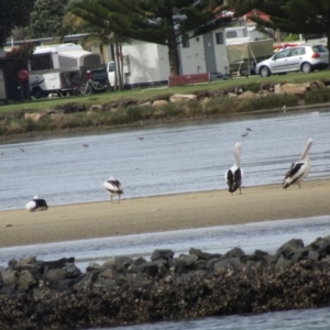 Limosa lapponica at North Narooma, NSW - 11 Oct 2020