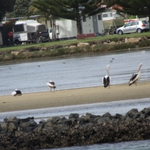 Limosa lapponica at North Narooma, NSW - suppressed