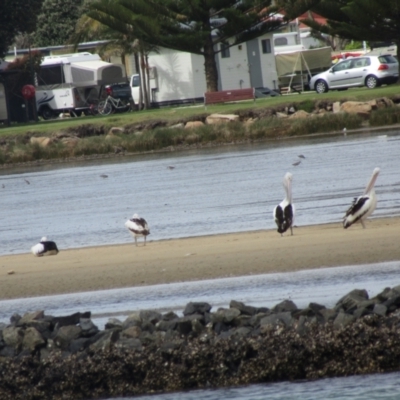 Limosa lapponica (Bar-tailed Godwit) at North Narooma, NSW - 11 Oct 2020 by Amata