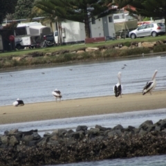 Limosa lapponica (Bar-tailed Godwit) at North Narooma, NSW - 10 Oct 2020 by Birdy
