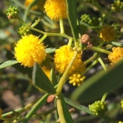 Acacia ligulata (Sandhill Wattle, Small Cooba) at Tibooburra, NSW - 1 Jul 2021 by Ned_Johnston