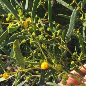 Acacia ligulata at Tibooburra, NSW - 1 Jul 2021 02:14 PM