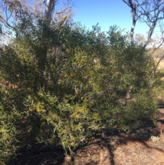 Acacia ligulata at Tibooburra, NSW - 1 Jul 2021