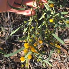 Acacia ligulata at Tibooburra, NSW - 1 Jul 2021 02:14 PM