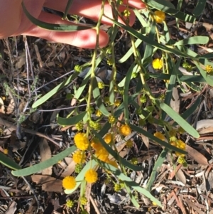 Acacia ligulata at Tibooburra, NSW - 1 Jul 2021 02:14 PM