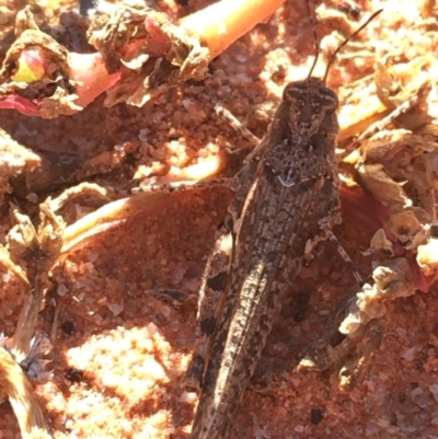Unidentified Grasshopper (several families) at Tibooburra, NSW - 1 Jul 2021 by Ned_Johnston
