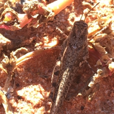 Pycnostictus seriatus (Common Bandwing) at Tibooburra, NSW - 1 Jul 2021 by NedJohnston