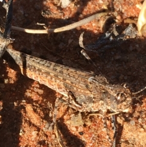 Pycnostictus seriatus at Tibooburra, NSW - 1 Jul 2021 02:16 PM