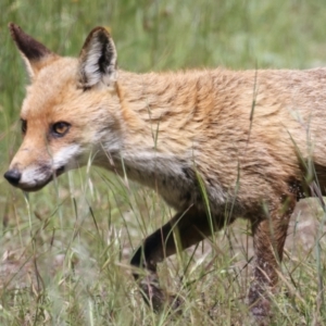 Vulpes vulpes at Molonglo Valley, ACT - 15 Nov 2021 10:06 AM