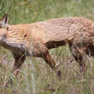 Vulpes vulpes at Molonglo Valley, ACT - 15 Nov 2021