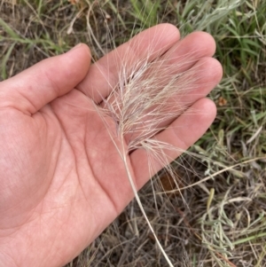 Aristida behriana at Queanbeyan West, ACT - 19 Nov 2021