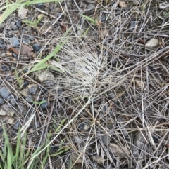 Aristida behriana at Queanbeyan West, ACT - 19 Nov 2021