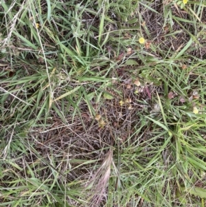 Aristida behriana at Queanbeyan West, ACT - 19 Nov 2021