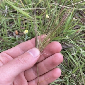 Aristida behriana at Queanbeyan West, ACT - 19 Nov 2021