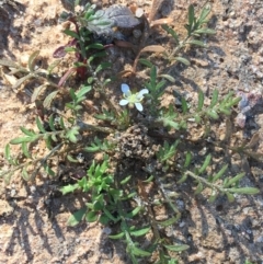 Unidentified Plant at Sturt National Park - 1 Jul 2021 by Ned_Johnston