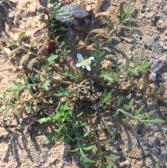 Unidentified Plant (TBC) at Tibooburra, NSW - 1 Jul 2021 by Ned_Johnston