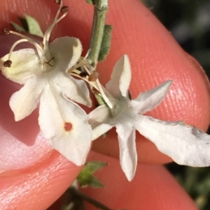 Teucrium racemosum at Tibooburra, NSW - 1 Jul 2021