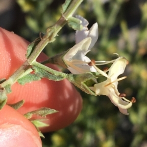 Teucrium racemosum at Tibooburra, NSW - 1 Jul 2021 02:27 PM