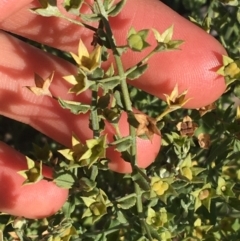 Teucrium racemosum at Tibooburra, NSW - 1 Jul 2021