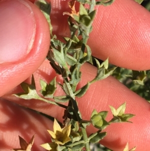 Teucrium racemosum at Tibooburra, NSW - 1 Jul 2021