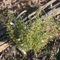 Teucrium racemosum at Tibooburra, NSW - 1 Jul 2021