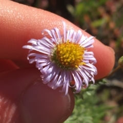 Unidentified Daisy at Tibooburra, NSW - 1 Jul 2021 by Ned_Johnston