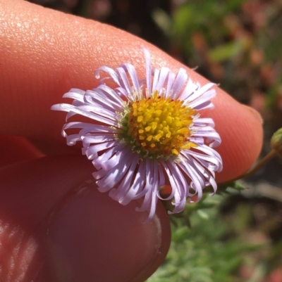 Unidentified Daisy at Tibooburra, NSW - 1 Jul 2021 by NedJohnston