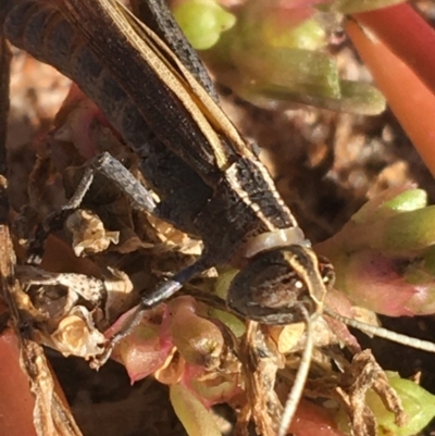 Unidentified Grasshopper (several families) at Sturt National Park - 1 Jul 2021 by Ned_Johnston