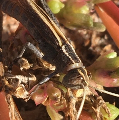 Apotropis vittata (Common Striped grasshopper) at Tibooburra, NSW - 1 Jul 2021 by NedJohnston