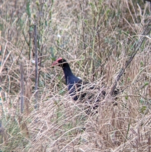 Porphyrio melanotus at Narrandera, NSW - 19 Nov 2021