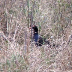 Porphyrio melanotus at Narrandera, NSW - 19 Nov 2021