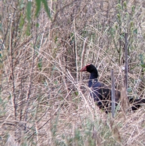 Porphyrio melanotus at Narrandera, NSW - 19 Nov 2021 03:18 PM