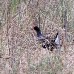 Porphyrio melanotus at Narrandera, NSW - 19 Nov 2021