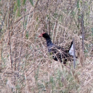 Porphyrio melanotus at Narrandera, NSW - 19 Nov 2021