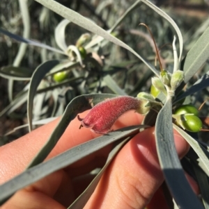 Eremophila longifolia at Sturt National Park - 1 Jul 2021